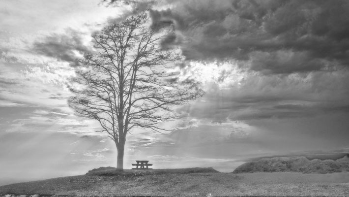 der Baum