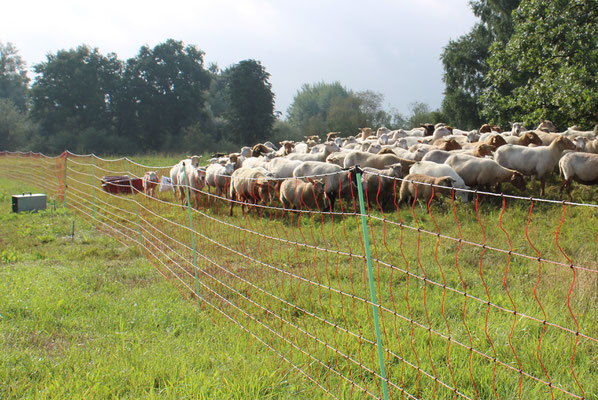 Elektronetze 106 cm (Foto: Peter Schütte)