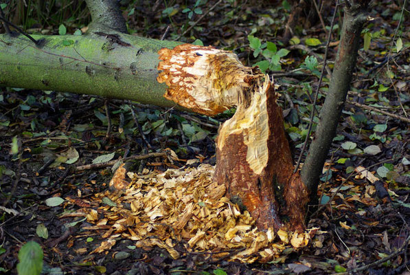 Gefällter Baum (Foto: Achim Schumacher)