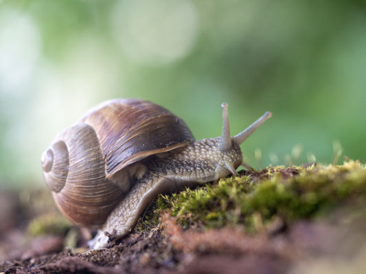 Weinbergschnecke (Foto: NABU/CEWE/Georg Widmann)