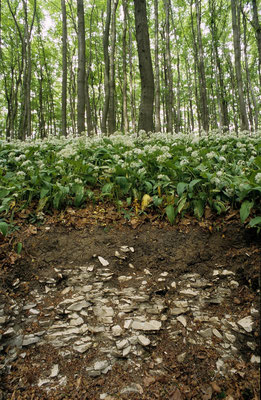 Bärlauch auf Rendzina aus Kalkstein der Muschkelkzeit Ostwestfalen (Foto: U. Koch, Geologischer Dienst NRW)