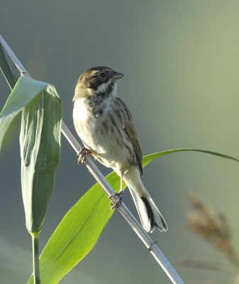 Rohrammer Weibchen (Foto: NABU/Tom Dove)