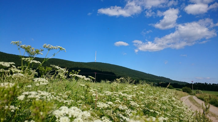 Sommer an der Fränkischen Linie