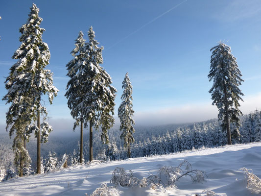 Sturmfichten