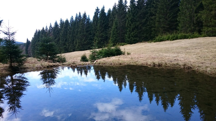Teichspiegel