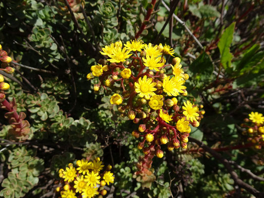 Blühendes Aeonium