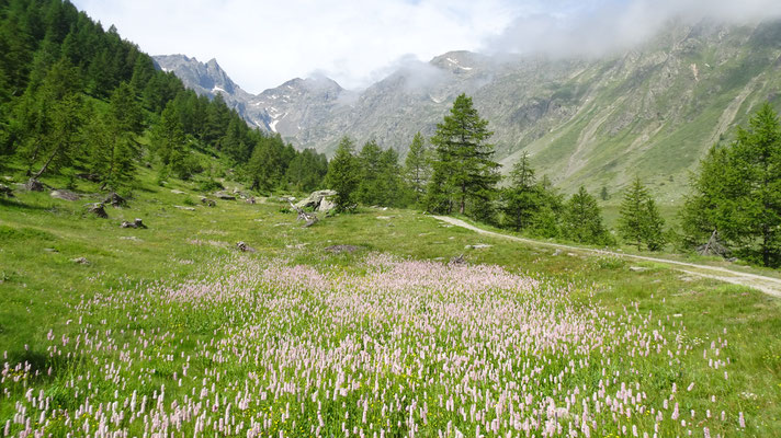 Blumenpracht im Vallone dell'Ischiator