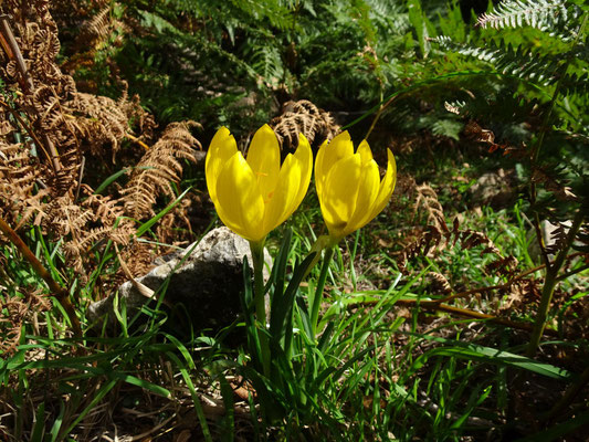 Herbst Goldbecher - Winternarzisse