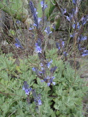 Kanarischer Lavendel