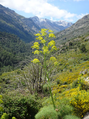 Riesenfenchel - Gemeines Rutenkraut