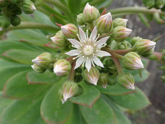 Blüte eines Aeoniums