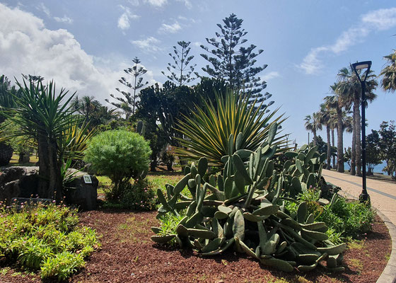 Playa Jardin, Puerto de la Cruz