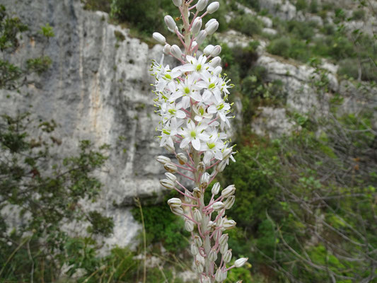 Meerzwiebel