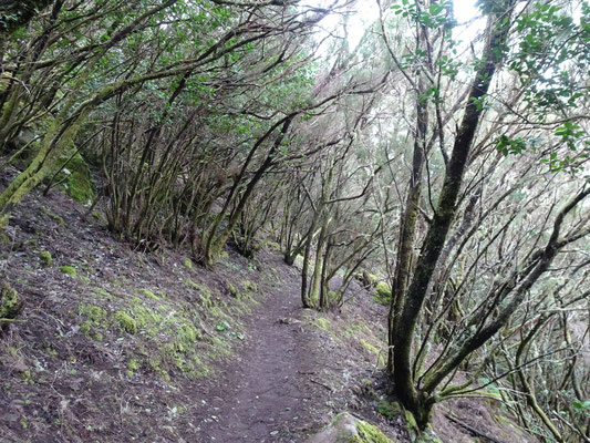 Kanarischer Lorbeerwald