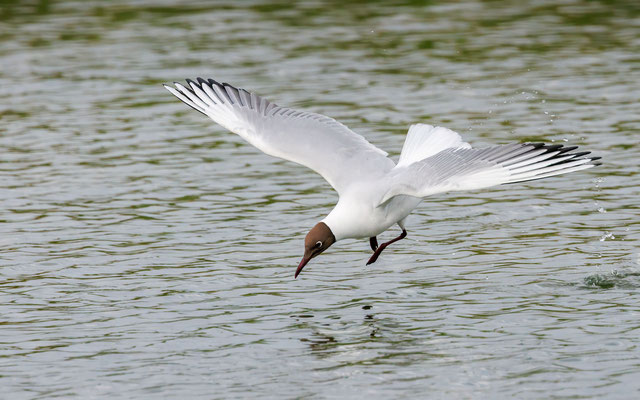Lachmöwe - Black-headed Gull - #8121