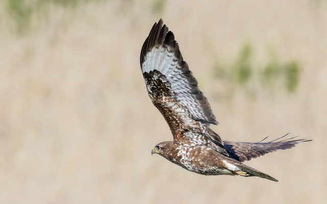 Mäusebussard - Buzzard - #4387