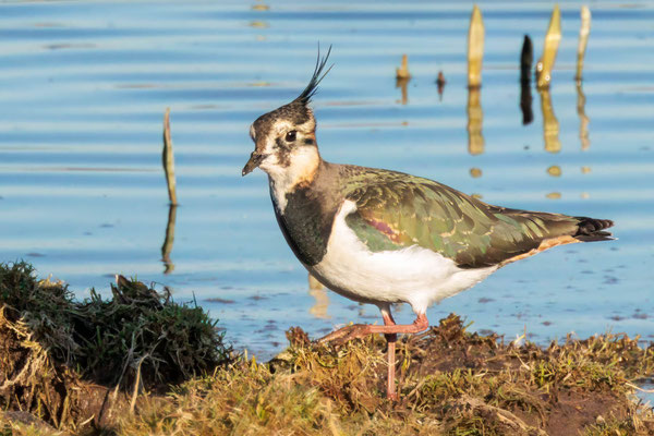 Kiebitz - Lapwing - #6502