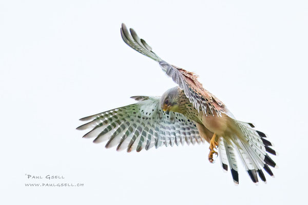 Turmfalke - Kestrel - #7826