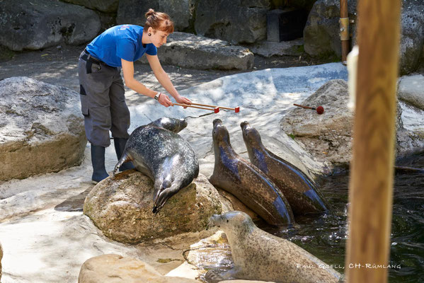 Seehunde im Zoo Zürich, Jungtier mit Tierpflegerin - #1255
