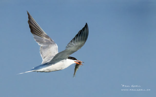 Flußseeschwalbe - Common Tern - #7156