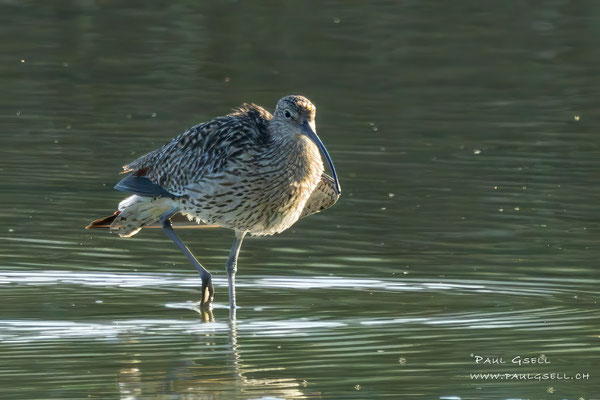 Grosser Brachvogel - Eurasian Curlew - #4810