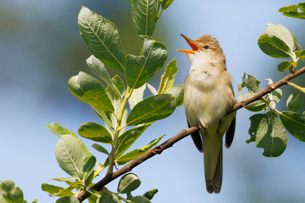 Sumpfrohrsänger - Marsh Warbler - #7647