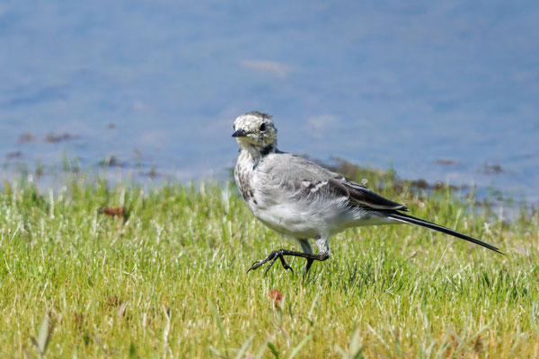 Bachstelze - White Wagtail - #4695