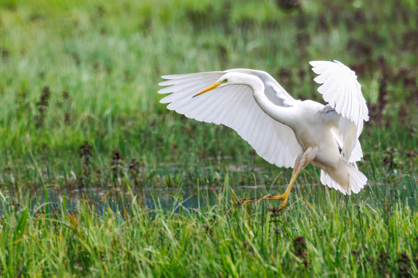 Silberreiher - Great White Egret - #0313