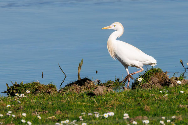 Kuhreiher - Cattle Egret - #4636