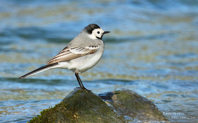Bachstelze - White Wagtail - #8316