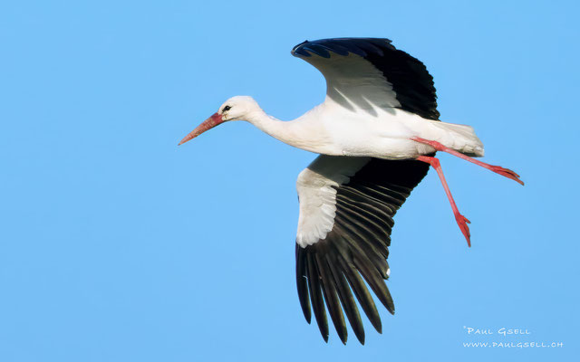Weißstorch - White Stork - #3627