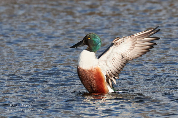 Löffelente Männchen - Northern Shoveler Male - #1154