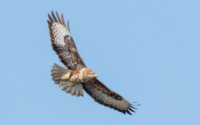 Mäusebussard - Common Buzzard - #8689