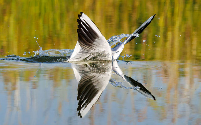 Lachmöwe - Black-headed Gull - #8417