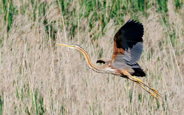 Purpurreiher - Purple Heron - #7636