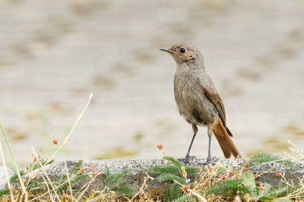 Hausrotschwanz - Black Redstart - #3489