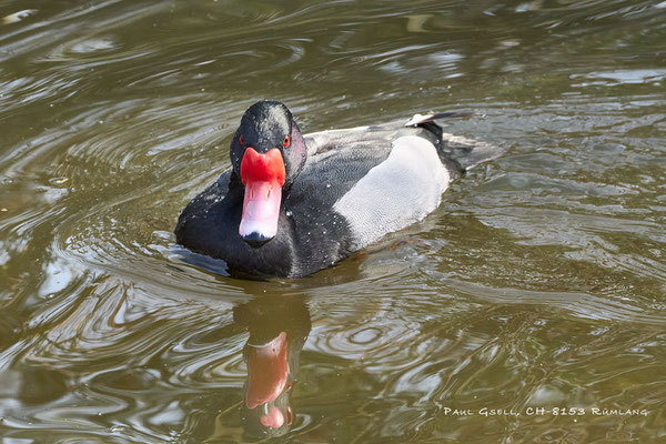 Peposakaente - Rosy-billed Pochard - Zoo Zürich -  #8916