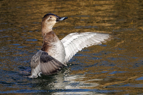Tafelente - Common Pochard - #9070