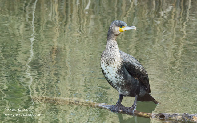 Kormoran - Great Cormorant - #5237