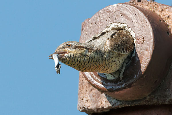 Wendehals - Wryneck - #8898