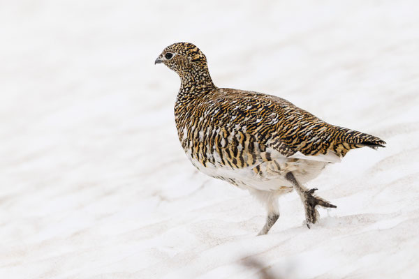 Alpenschneehuhn (female) - Rock Ptarmigan - #8803