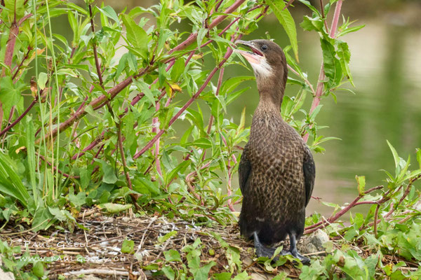 Zwergscharbe - Pygmy Cormorant - #6960