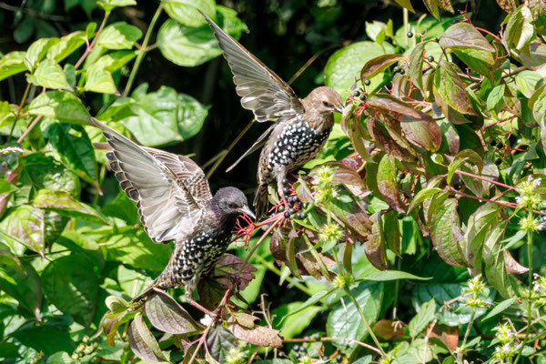 Star - Starling - #4017