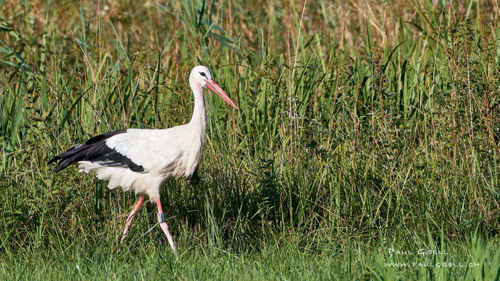 Weissstorch schreitet durch Schilf und Gras - White Stork - #1090