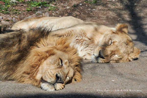 Löwenpärchen - Pair of Lions - Zoo Zürich - #8786
