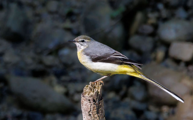 Gebirgsstelze - Grey Wagtail - #3522
