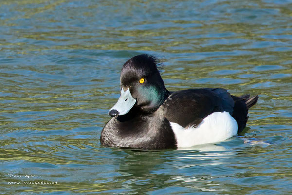 Reiherente Männchen - Tufted Duck Male - #8393
