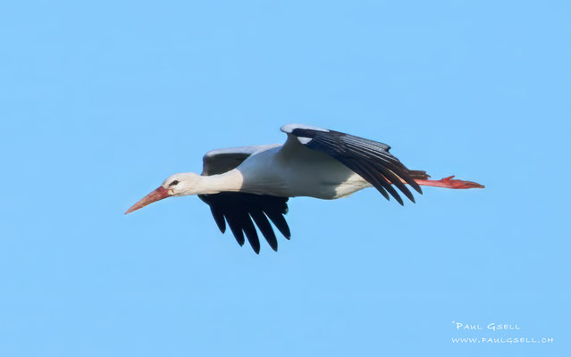 Weißstorch - White Stork #3595