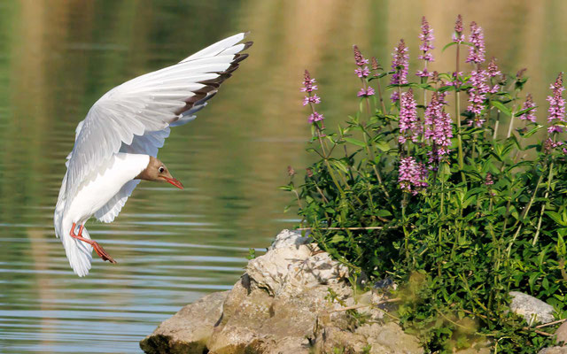 Lachmöwe - Black-headed Gull - #9627