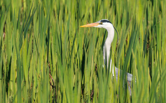 Graureiher - Grey Heron - #9863